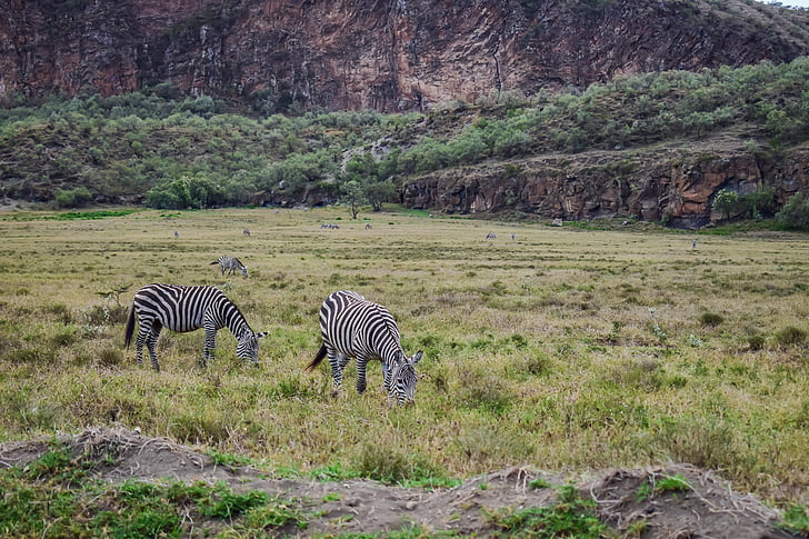 zebras, grazing, in, kenya
