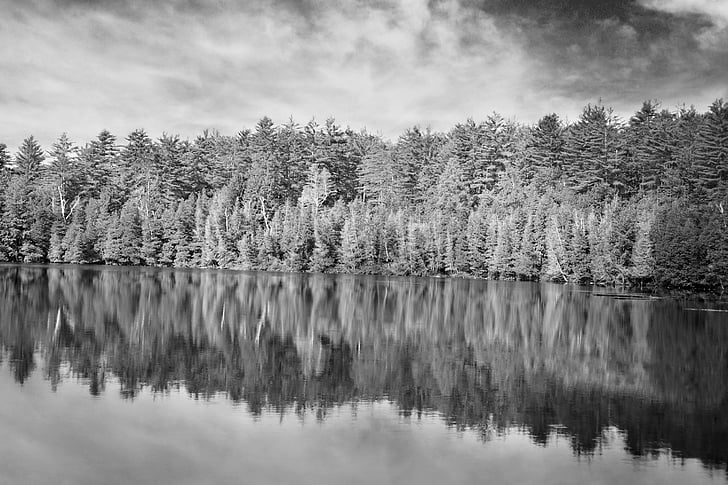 forest, nature, black and white, water, reflections