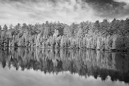 skog, natur, svart-hvitt, vann, refleksjoner