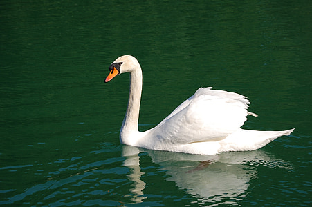 лебед, изключване на звука, плуване, птица, бяло, лебед, елегантност