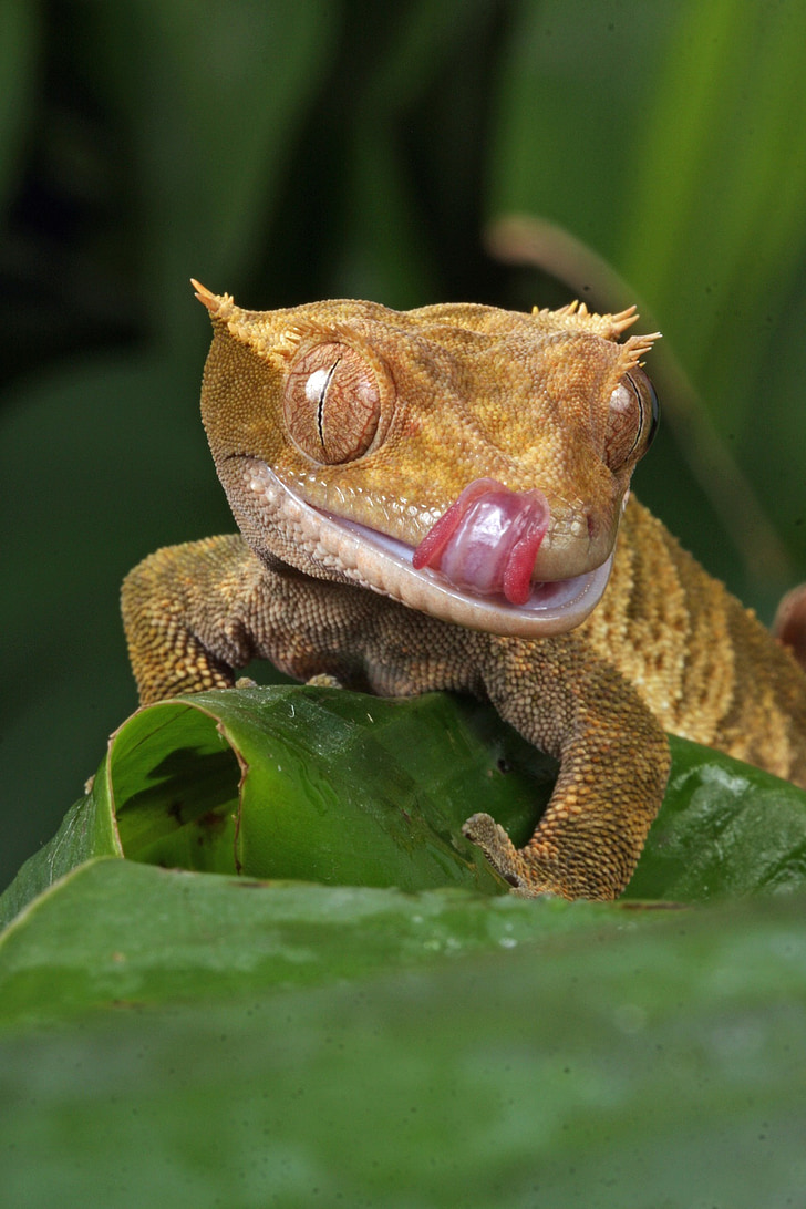 Gecko, makro, szczelnie-do góry, obraz, Szczegóły, język, Lizanie