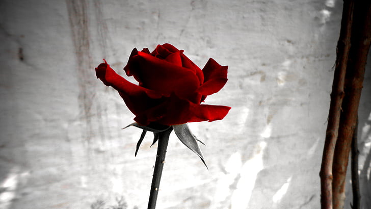 Rosa, vermell, flor, roses vermelles, Roser silvestre, rosa vermella salvatge, flors roses