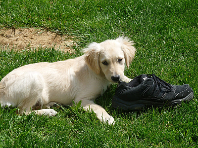 puppy, shoe, playing, golden, retriever, grass, baby