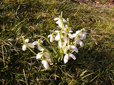 snowdrop, march, flowers, spring, white, signs of spring, meadow