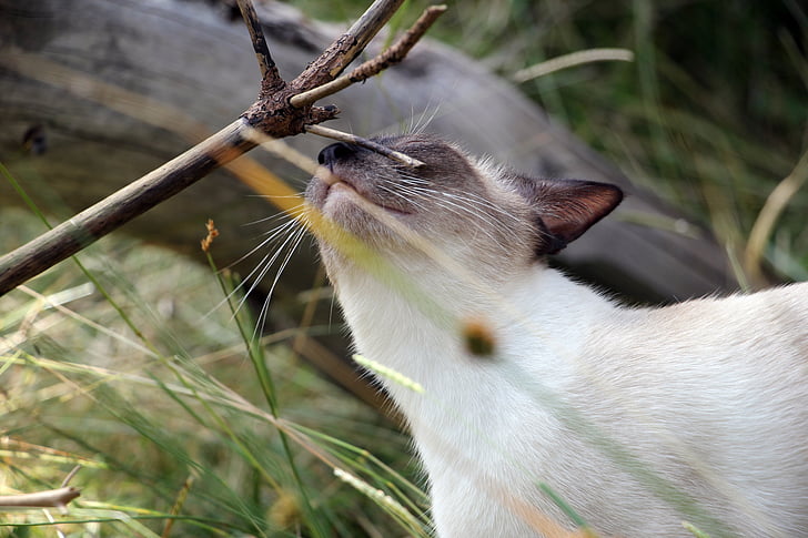 γάτα, μυρωδιά, ξύλα, ζώο, λευκό, γατάκι, κατοικίδιο ζώο
