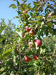 apple, orchard, juice, fruit trees, fruit, harvest, fruit tree