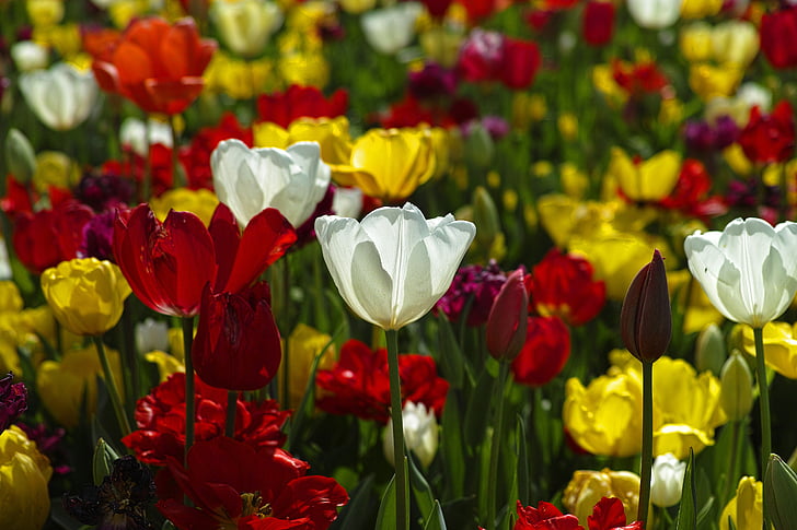 tulipes, fleurs, plante, coloré, jardin, Tulip, nature