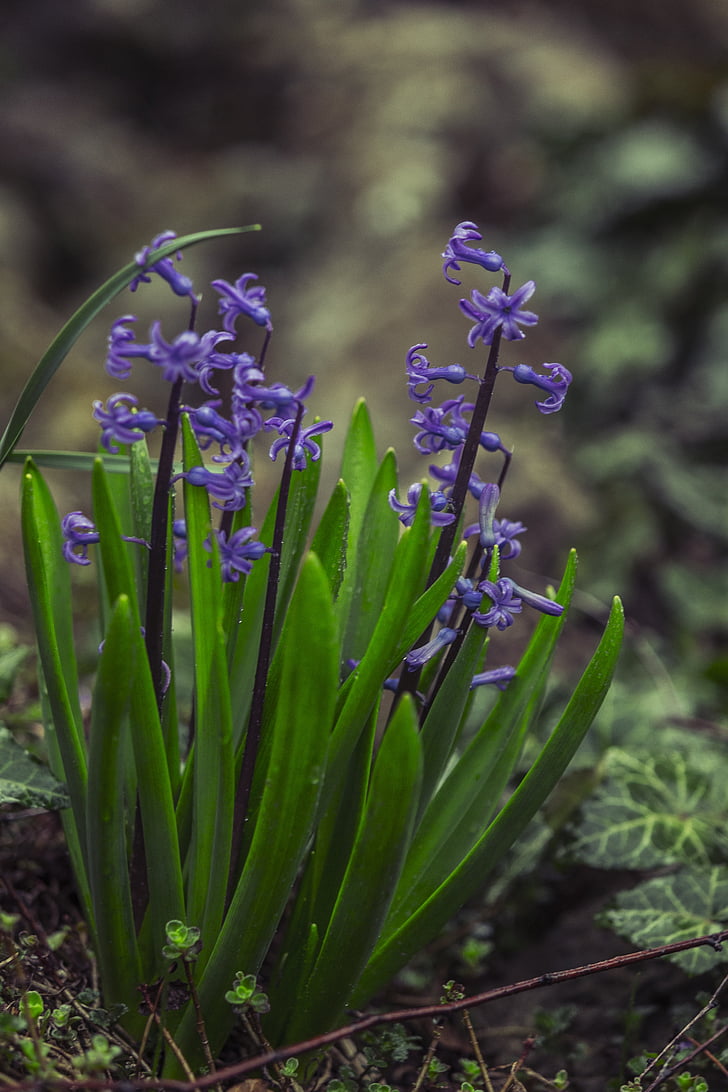 Hyacinthus, flor, verde, azul, violeta, naturaleza