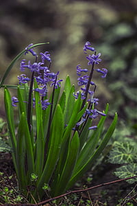 hyacinthus, 꽃, 그린, 블루, 바이올렛, 자연
