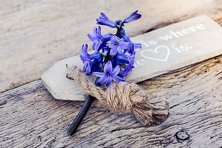 hyacint, kvet, kvet, kvet, voňavé kvety, modrá, drevo