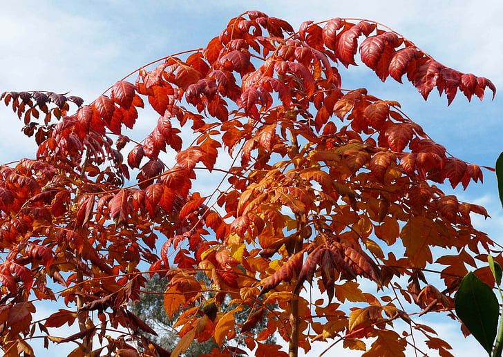 jeseň, listy, Sky, Leaf, Príroda, strom, Sezóna