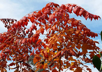 automne, feuilles, Sky, feuille, nature, arbre, saison