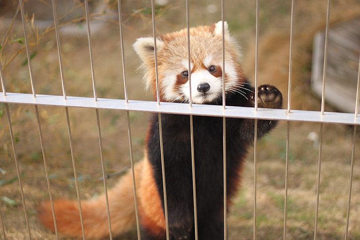rdeča panda, živalski vrt, živali Mignons