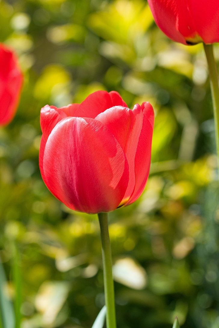 tulip, flower, red, close-up, beautiful, floral, flora