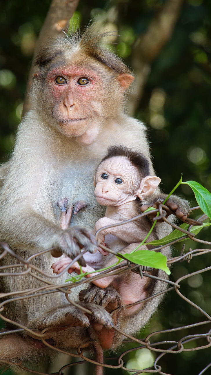 η μητρότητα, ζωή μαϊμού, το παιδί των ζώων, μητέρα, ζωή, λίγο, το παιδί
