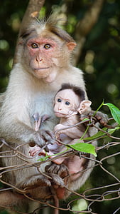 maternidad, vida de monos, infantil animal, madre, vida, poco, niño
