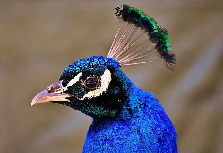 Peacock, niềm tự hào, con chim, động vật, lông vũ, Thiên nhiên, bộ lông