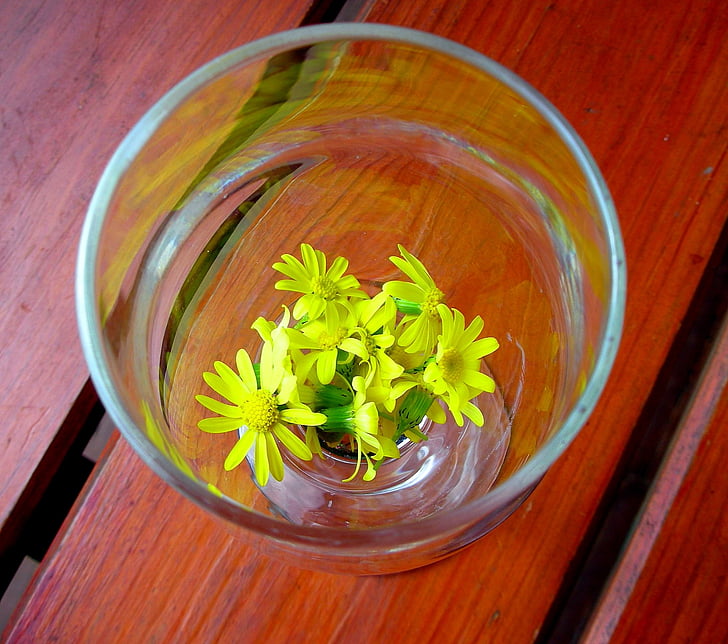 szkło, kwiat, żółty, Daisy, żółte kwiaty, wiosna, jasne