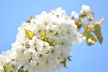 fiore di ciliegio, ciliegia, albero di ciliegio, ramo, ramoscello di fioritura, chiudere, natura
