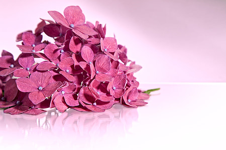 hortênsia, -de-rosa, flor, flor, isolado, umbel, planta