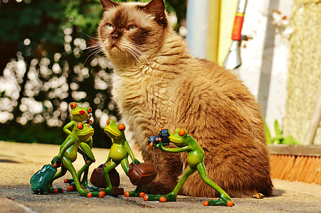 kočka, žáby, Britská krátkosrstá kočka, modré oko, Legrační, cestování, zavazadlo