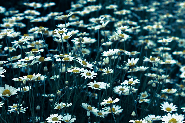 weiß, Daisy, Blume, Feld, Gänseblümchen, Blumen, Garten