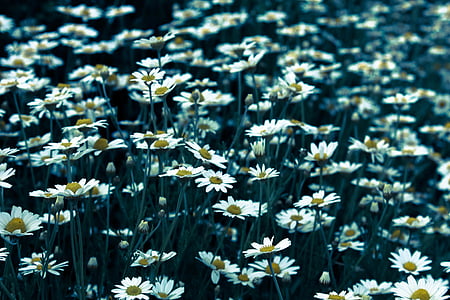biały, Daisy, kwiat, pole, stokrotki, kwiaty, ogród