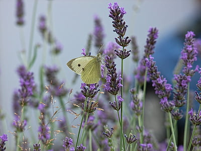liblikas, Lavendel, lilla, loodus, kevadel, Aed, putukate