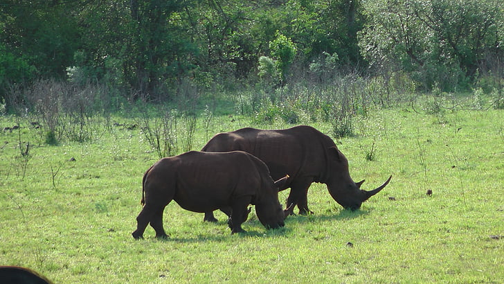 Sudáfrica, animales, rinoceronte en el parque de hluhluwe