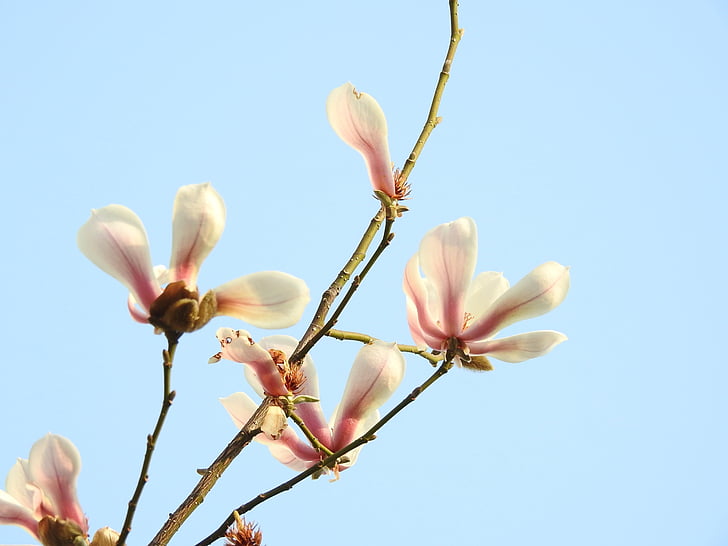 floare, plante, cer albastru, Magnolia