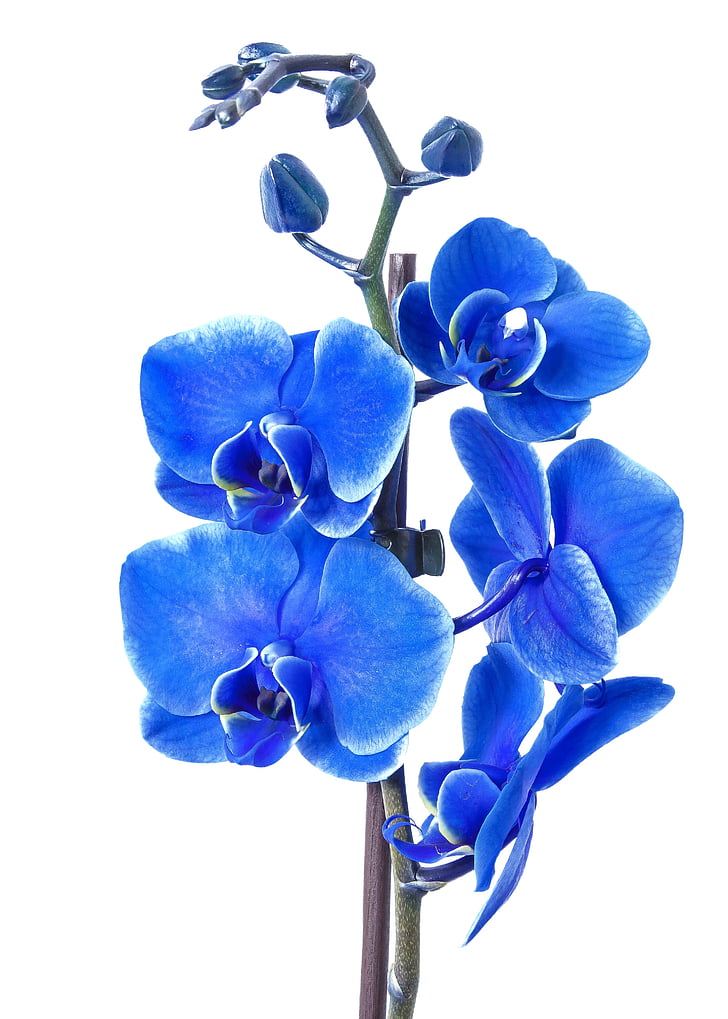 Phalaenopsis, Orchid, färgade blå, Prydnadsväxt orkidé, blomma, Tropical, Butterfly orchid