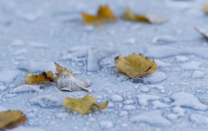 Frost, blad, vinter, natur, matteret, kolde, frosne