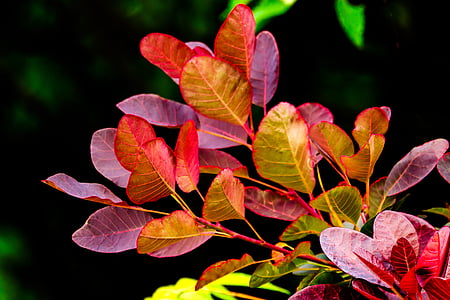 dedaunan, merah, hijau, cabang, alam, pertumbuhan baru, Close-up