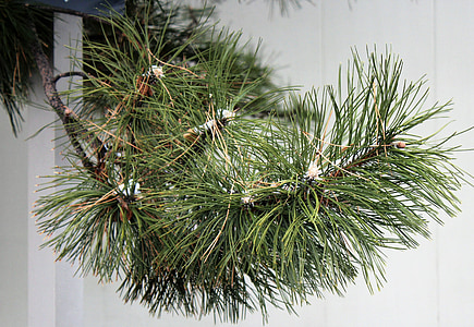 fyrretræ, Pine branch, fyrrenåle