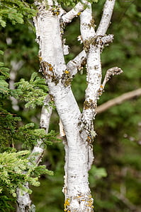 birch tree, green, branch, tree branch, branches, peeling bark, bark