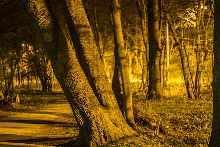 chemin forestier, nuit, arbres de nuit