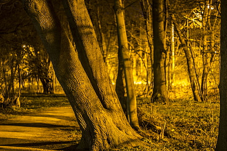 Waldweg, Nacht, Bäume bei Nacht