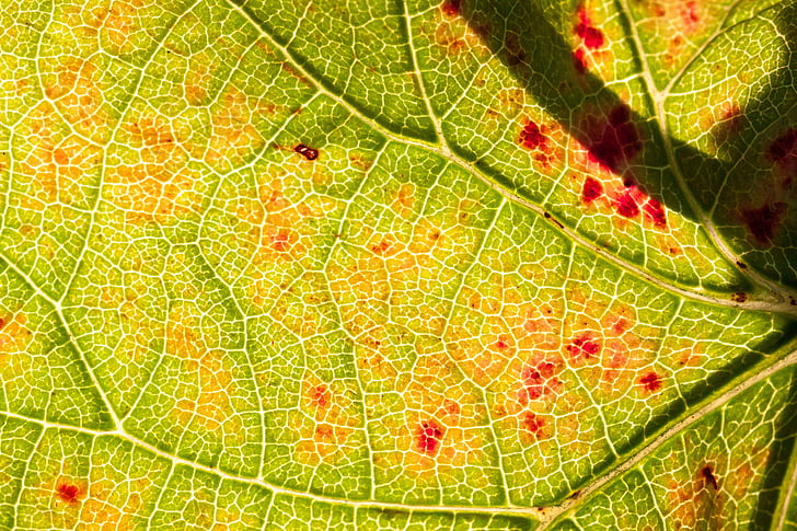 wine, leaf, wine harvest, plant, autumn, autumn colours, sunny
