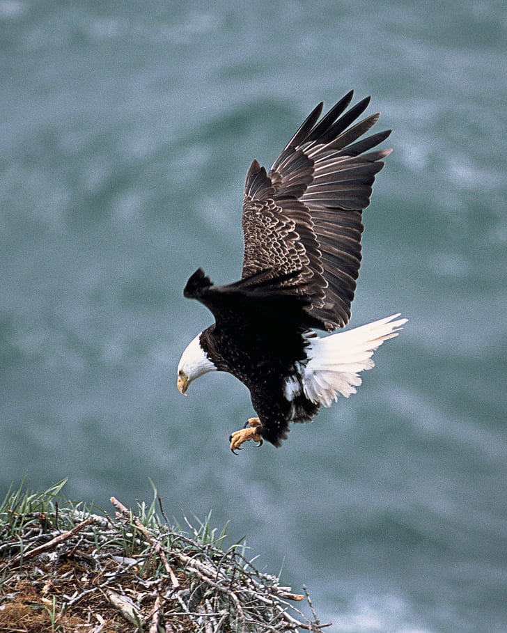 Eagles nest, létání, pták, predátor, pernaté, zvíře, ostré oči