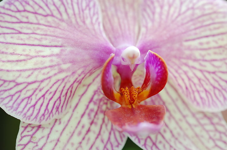 orchidėja, žydėti, uždaryti, gėlė, žiedų, Gamta, Botanika
