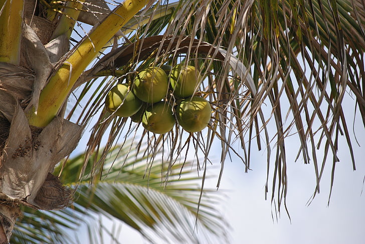 kokosovo stablo, kokos, dlan, drvo, biljka, priroda, tropska
