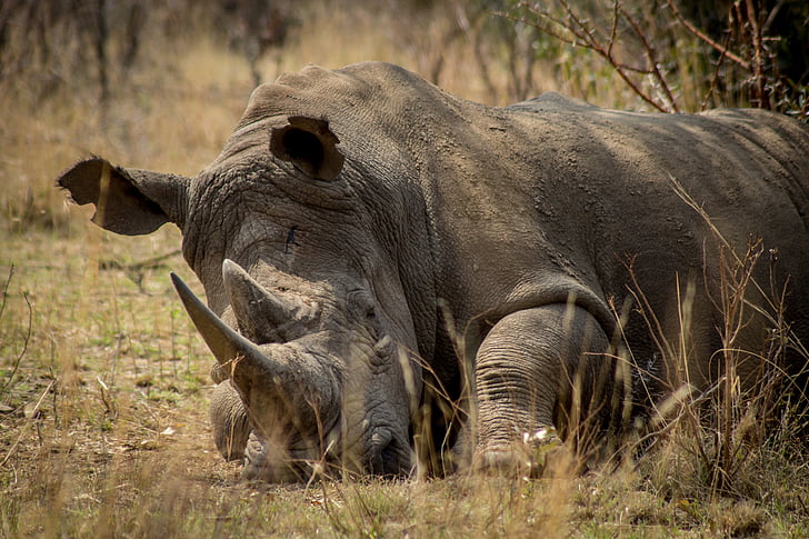 næsehorn, Afrika, truede, spil, krybskytteri, beskyttelse, Wildlife