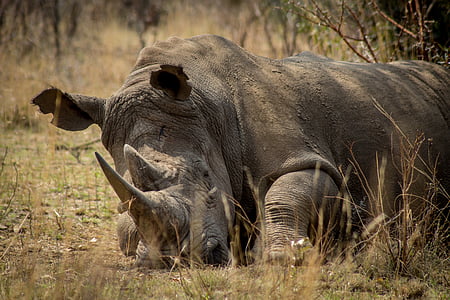 Rhino, l’Afrique, en voie de disparition, jeu, braconnage, protection, faune