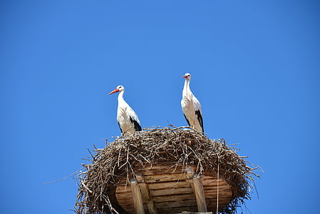 storchennest, nest, stork, birds, animals, rattle stork, nature