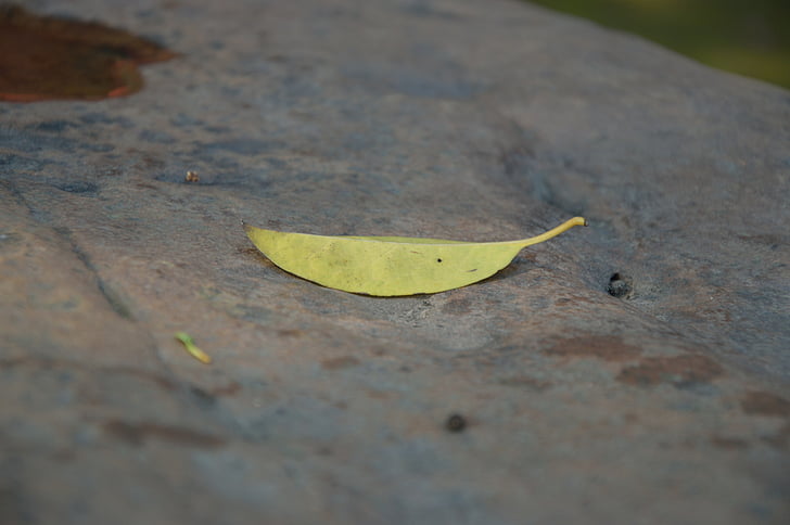 naald-of bladverlies, Bladeren op de steen, begin van de herfst, steen, trottoir, minder, pagina