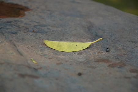 Entblätterung, Blätter auf dem Stein, Frühherbst, Stein, Bürgersteig, weniger, Seite