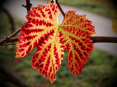 vine, leaf, autumn, yellow, red, golden autumn, wine