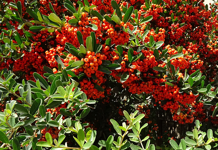bær, Pyracantha coccinea, Scarlet firethorn, Scarlet pyracantha, flora, spiselige, staude