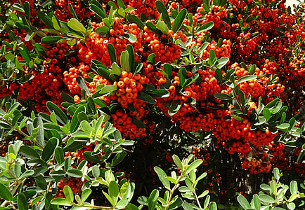Berry, Pyracantha coccinea, Scarlet vuurdoorn, dieprode pyracantha, Flora, eetbare, vaste plant