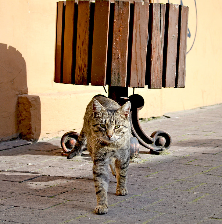 kaķis, iela, skats, ēna, bezpajumtnieki